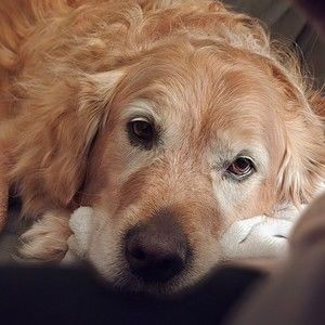 Meet your Posher, Joan